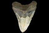 Fossil Megalodon Tooth - North Carolina #124634-1